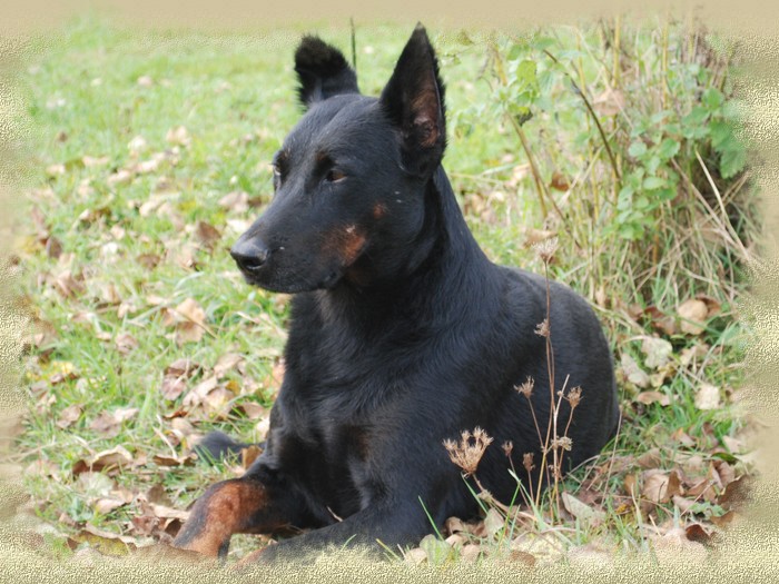 Vylkie du Murier de Sordeille