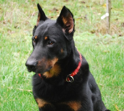 ker'bali - TEX papa des futurs chiots de Callac
