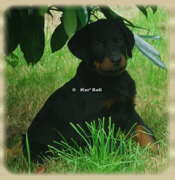 CHIOTS CALLAC USTARITZ - JUILLET 2012