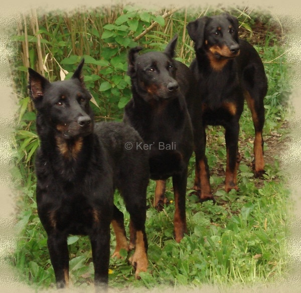 nos chiens