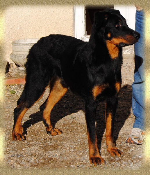 FLASH - Fils de Callac de Ker'Bali et de Tex des Dos noirs